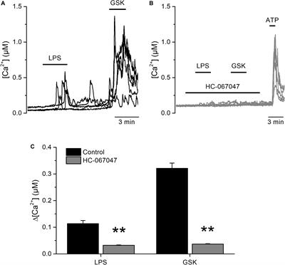 TRPV4 Mediates Acute Bladder Responses to Bacterial Lipopolysaccharides